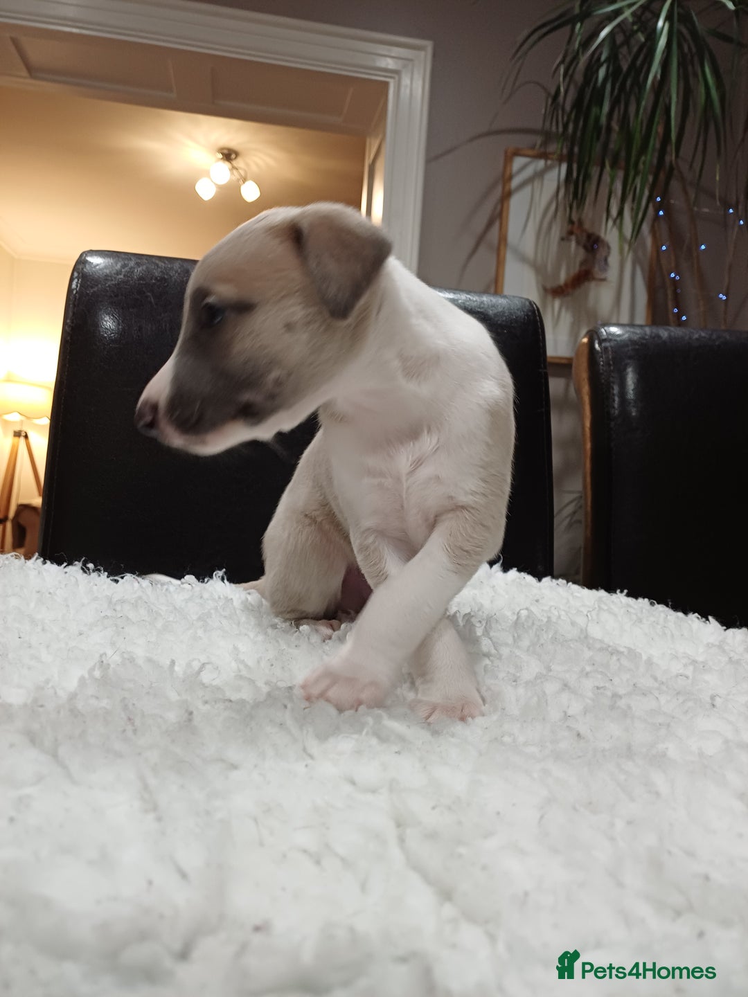 Whippet dogs for sale: KC  REG WHIPPET PUPS - Advert 16