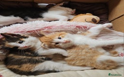 Mixed Breed cats for sale: Kittens  - Image 4