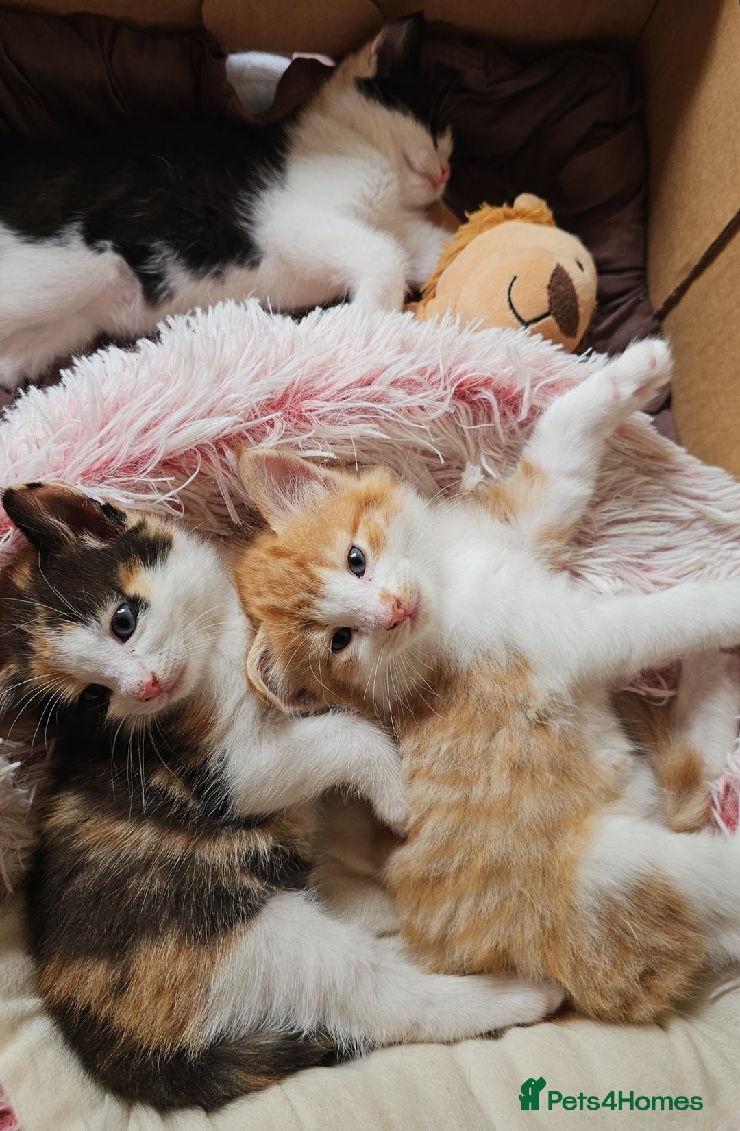 Mixed Breed cats for sale: Kittens  - Image 4