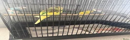 Budgerigars birds for sale: Baby budgies  - Advert 7