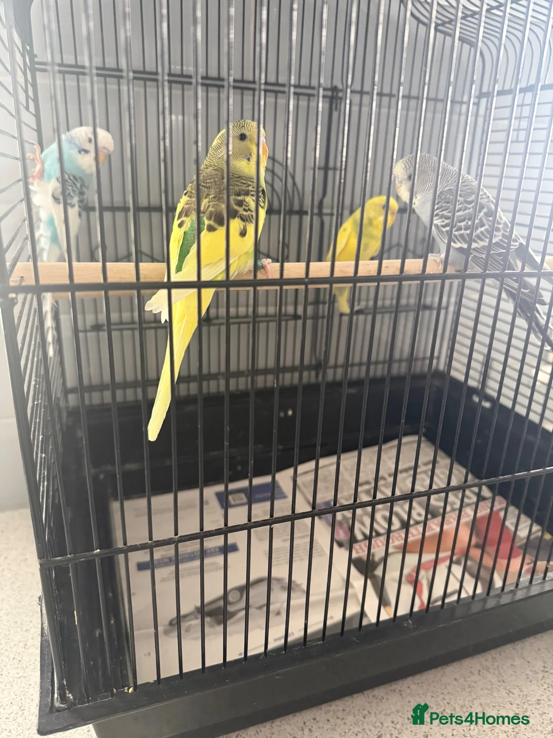 Budgerigars birds for sale: Baby budgies  - Advert 7