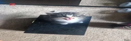 Mixed Breed cats for sale: 2 beautiful fluffy bengal cross kittens - Advert 4