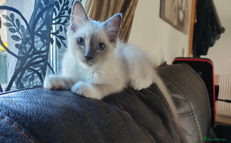 Ragdoll cats - Advert 2