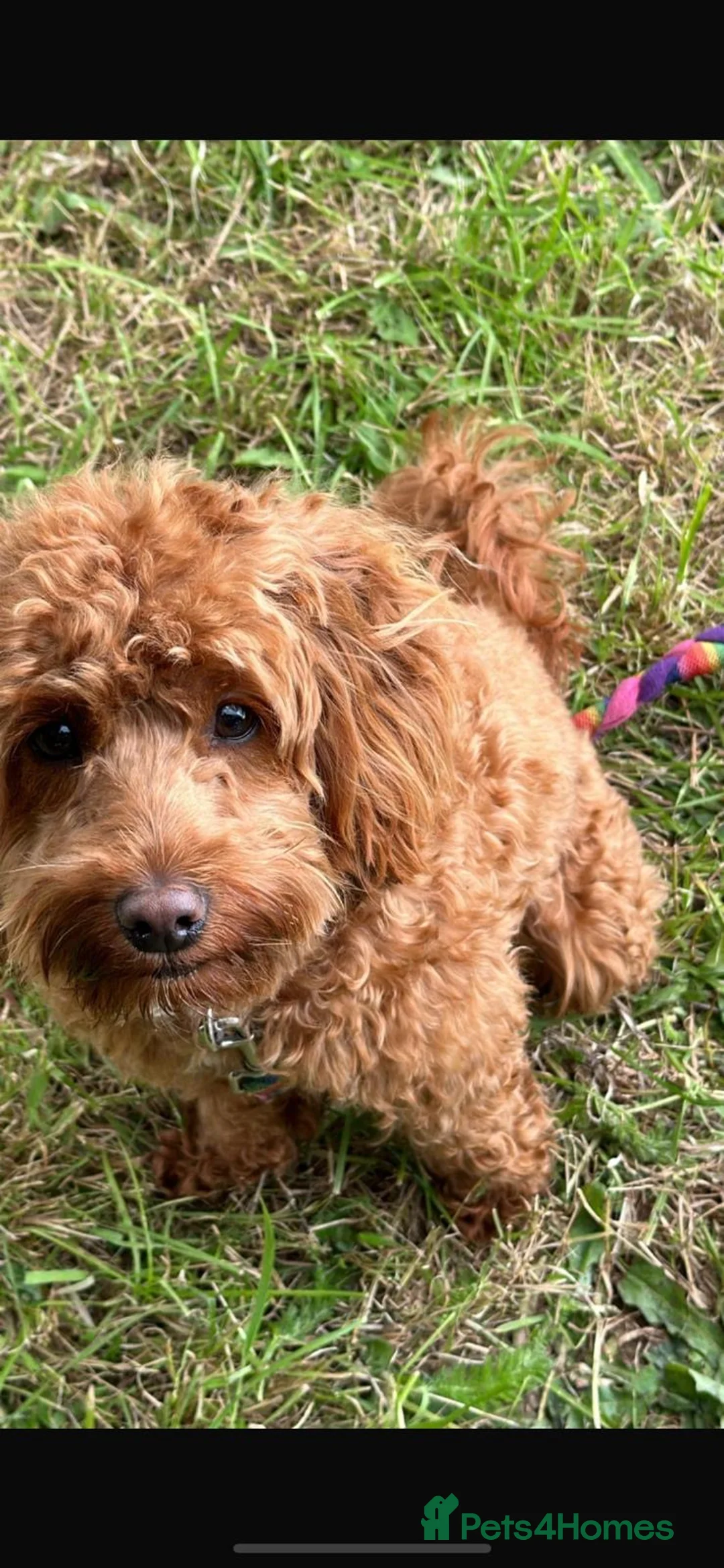 Cavapoo dogs for sale: CAVAPOOS RED TOY SIZE  - Advert 3