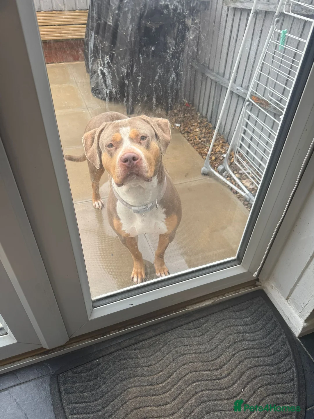 Mixed Breed dogs for sale: £0 mixed breed  - Advert 1