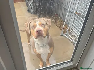 Mixed Breed dogs £0 mixed breed - Advert 1