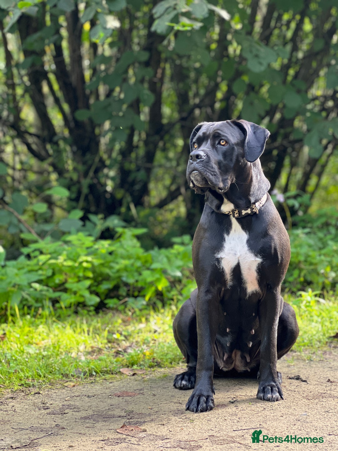 Cane Corso dogs for sale: Yuki & Aries Cane Corso Puppies  - Image 34