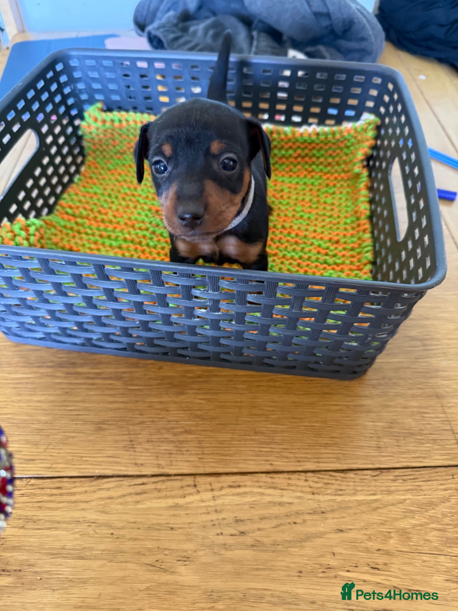 Miniature Pinscher dogs Miniature pinschers puppies - Advert 8