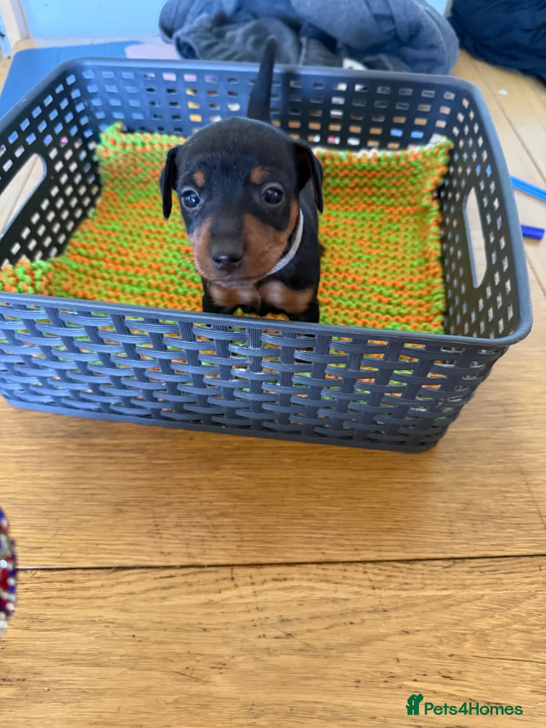 Miniature Pinscher dogs for sale: Miniature pinschers puppies in Boston - Advert 1