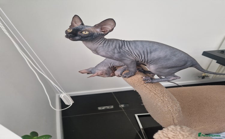 Sphynx cats - Advert 5