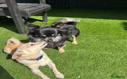 Chihuahua dogs for sale: Chihuahua pups  - Image 11