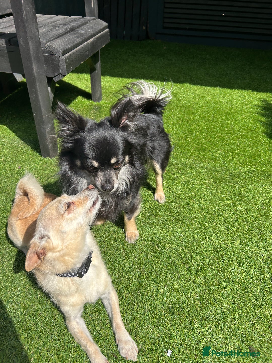 Chihuahua dogs for sale: Chihuahua pups  - Image 11