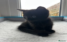 Mixed Breed cats for sale: Adorable kittens for sale  - Image 9