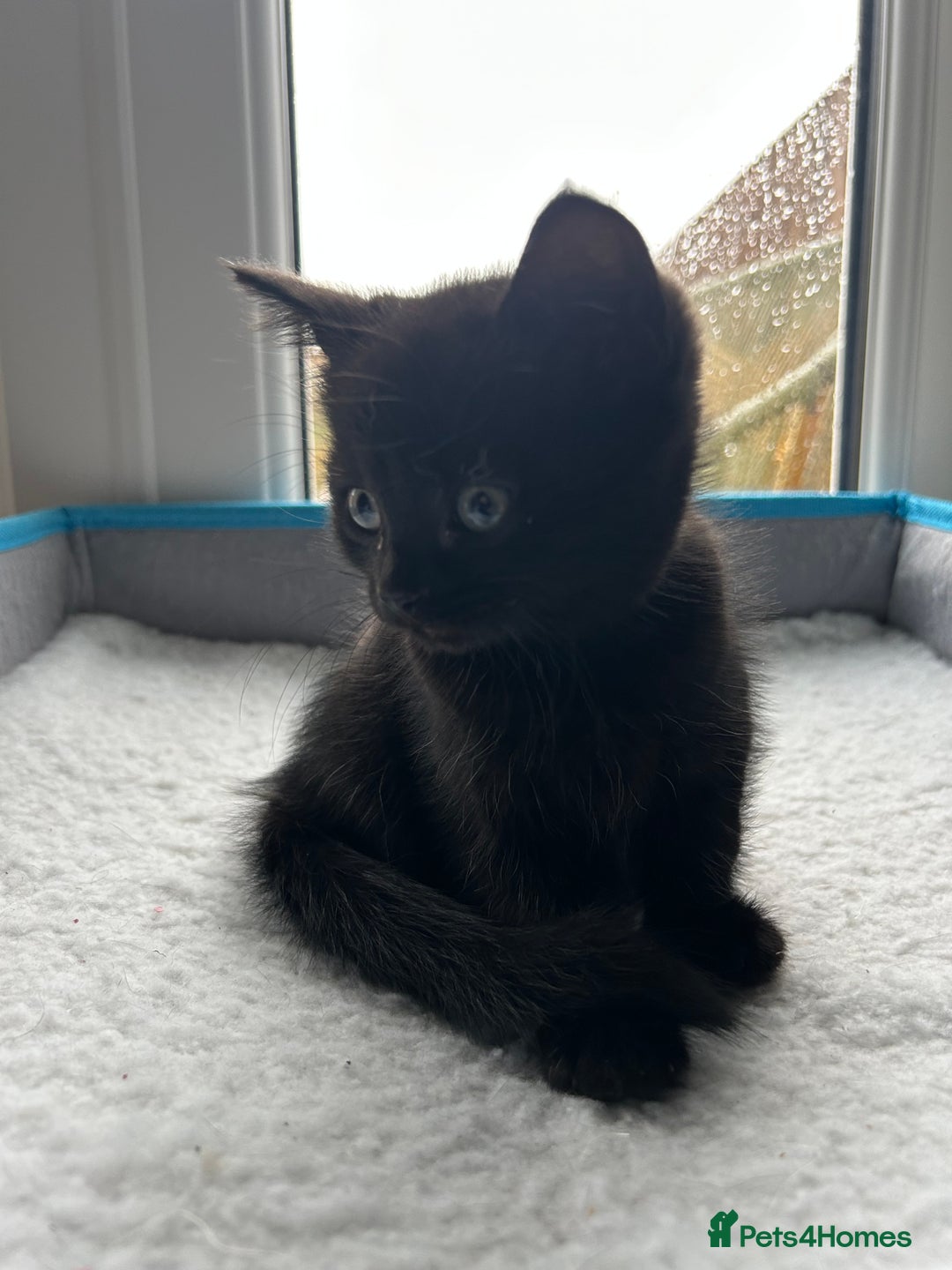 Mixed Breed cats for sale: Adorable kittens for sale  - Image 9