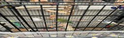 Budgerigars birds for sale: 4 budgies looking for their for ever home.  - Advert 13