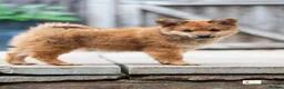 Mixed Breed dogs for sale: Italian Volpino puppies 🦊 - Advert 6
