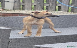 Mixed Breed dogs for sale: 6 month old male bred from working stock. - Image 5