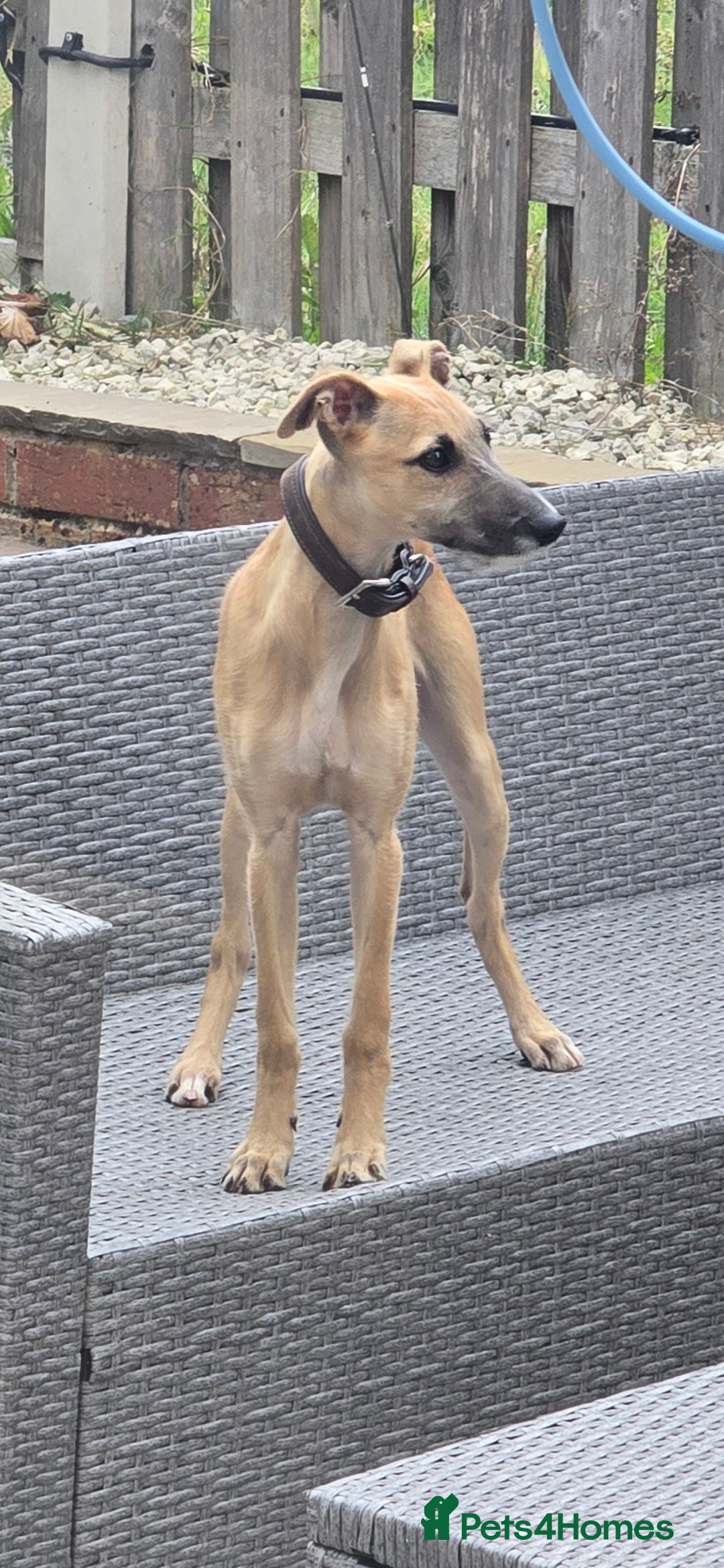 Mixed Breed dogs for sale: 6 month old male bred from working stock. - Image 5