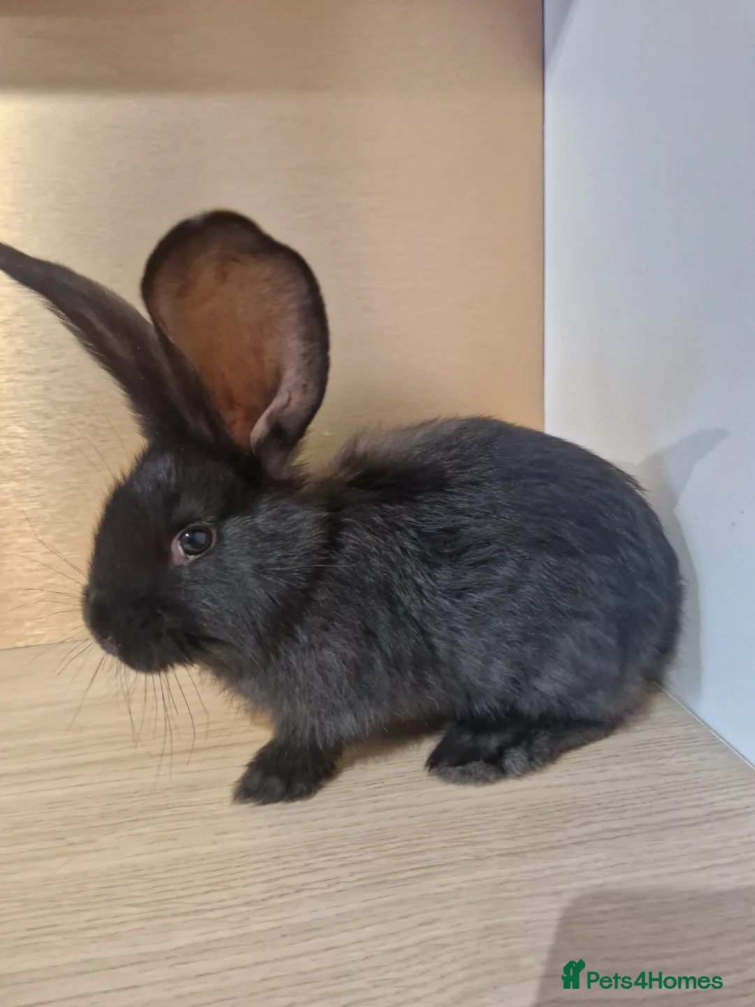 Continental Giant rabbits for sale: Continental Giant Blue  in Carlisle - Advert 8