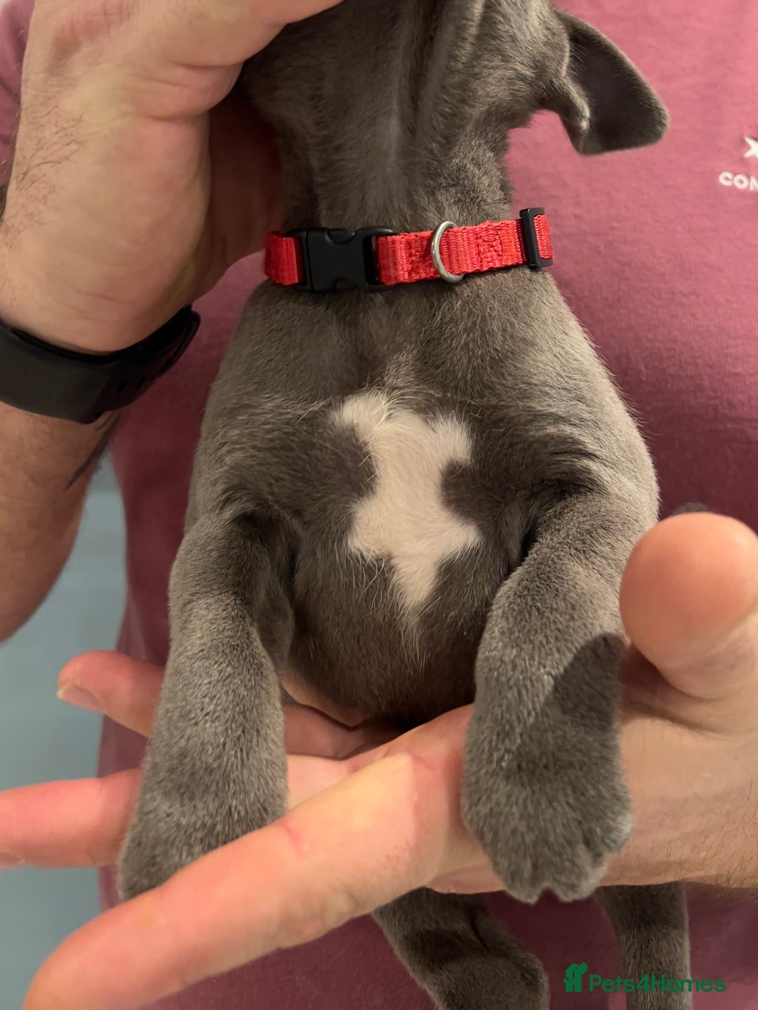 Staffordshire Bull Terrier dogs for sale: Adorable BLUE KC Pups *BULLSCAFF BLOODLINE* - Advert 16