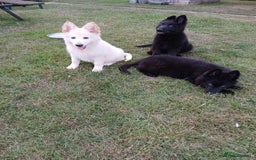 German Shepherd dogs for sale: Ready Now Beautiful Big Long Coated GSD Puppies - Image 4
