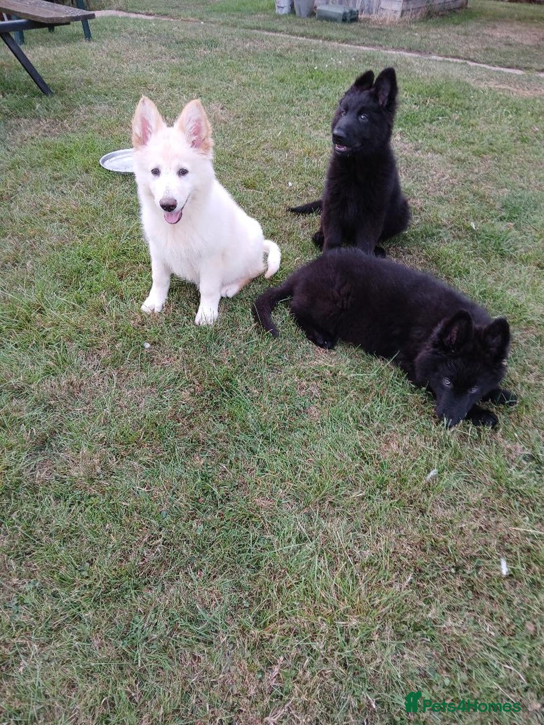 German Shepherd dogs for sale: Ready Now Beautiful Big Long Coated GSD Puppies - Image 4