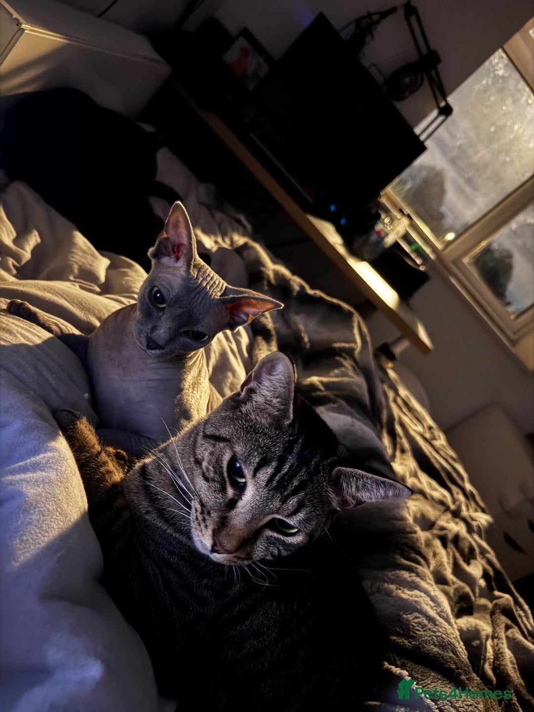 Mixed Breed cats for sale: Amazing Cats - Advert 5