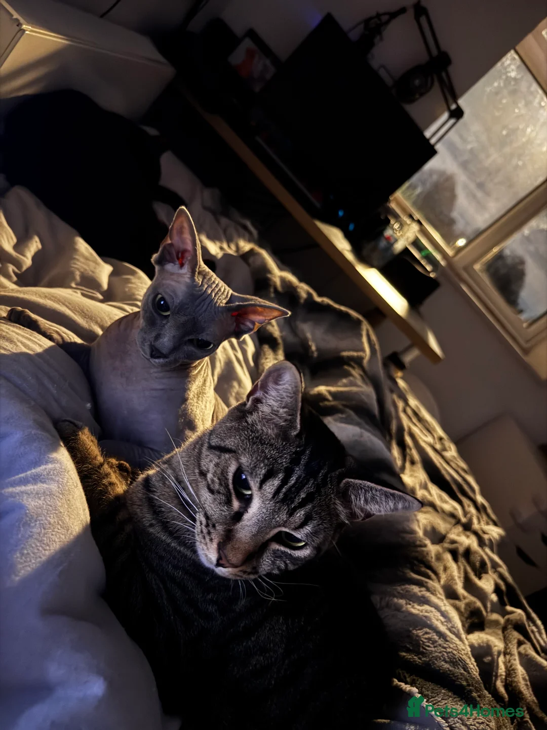 Mixed Breed cats for sale: Amazing Cats - Advert 5