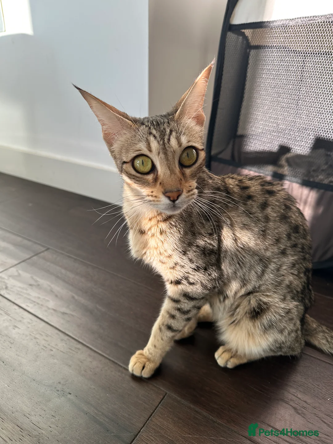 Bengal cats for sale: Sepia Bengal X Savannah kittens Extremely rare  - Advert 33