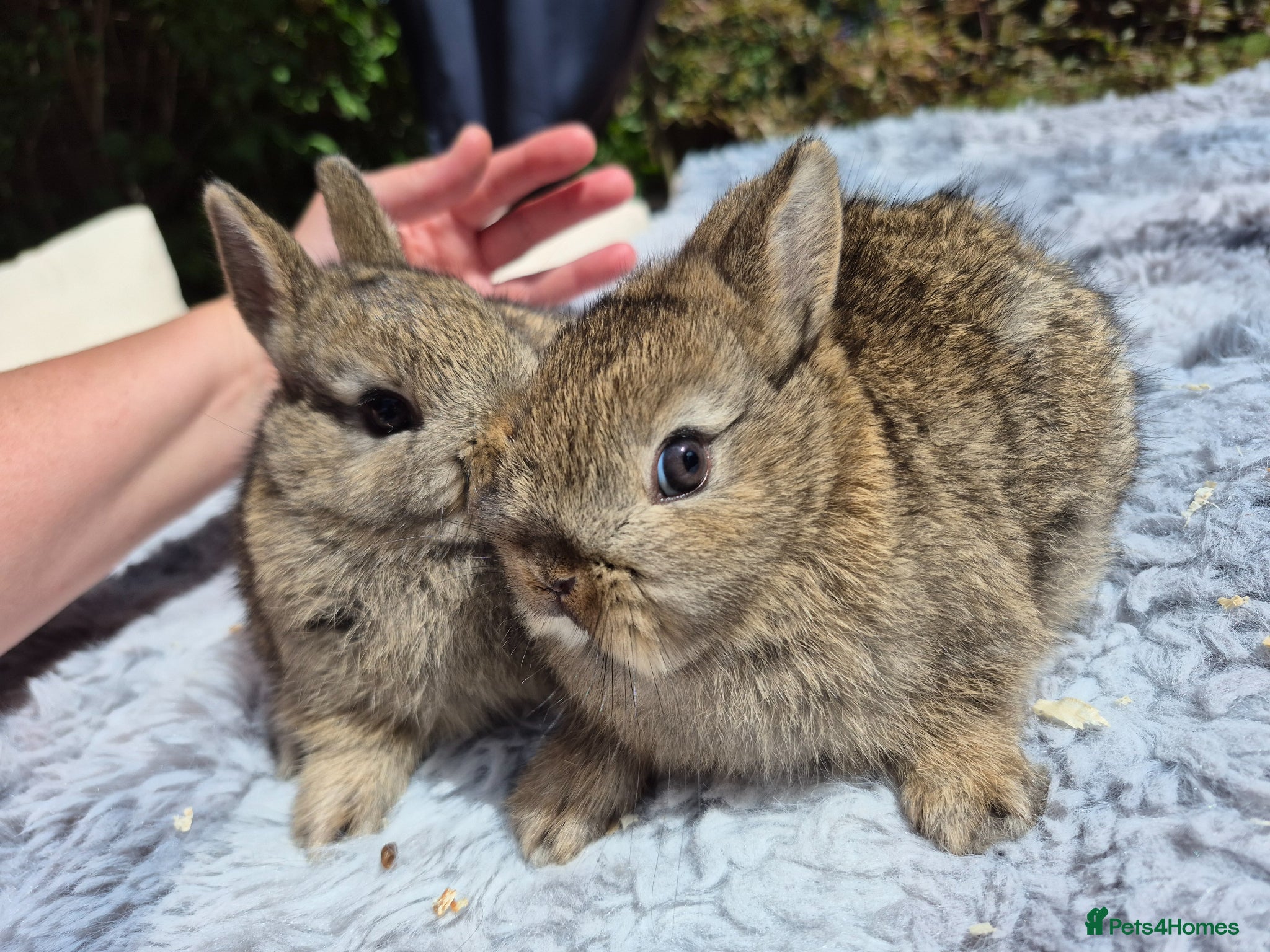 Netherland Dwarf rabbits Netherland dwarfs dwarf lops mini lops - Advert 6
