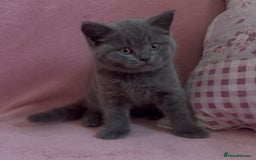 British Shorthair cats for sale: BSH Blue, White rare, Cream, Grey adorable kittens - Image 14