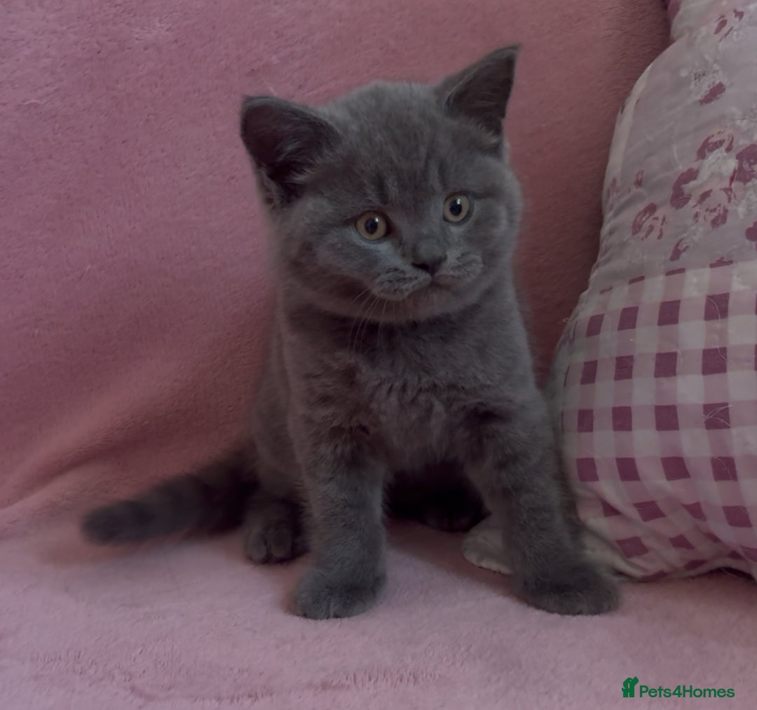 British Shorthair cats for sale: BSH Blue, White rare, Cream, Grey adorable kittens - Image 14