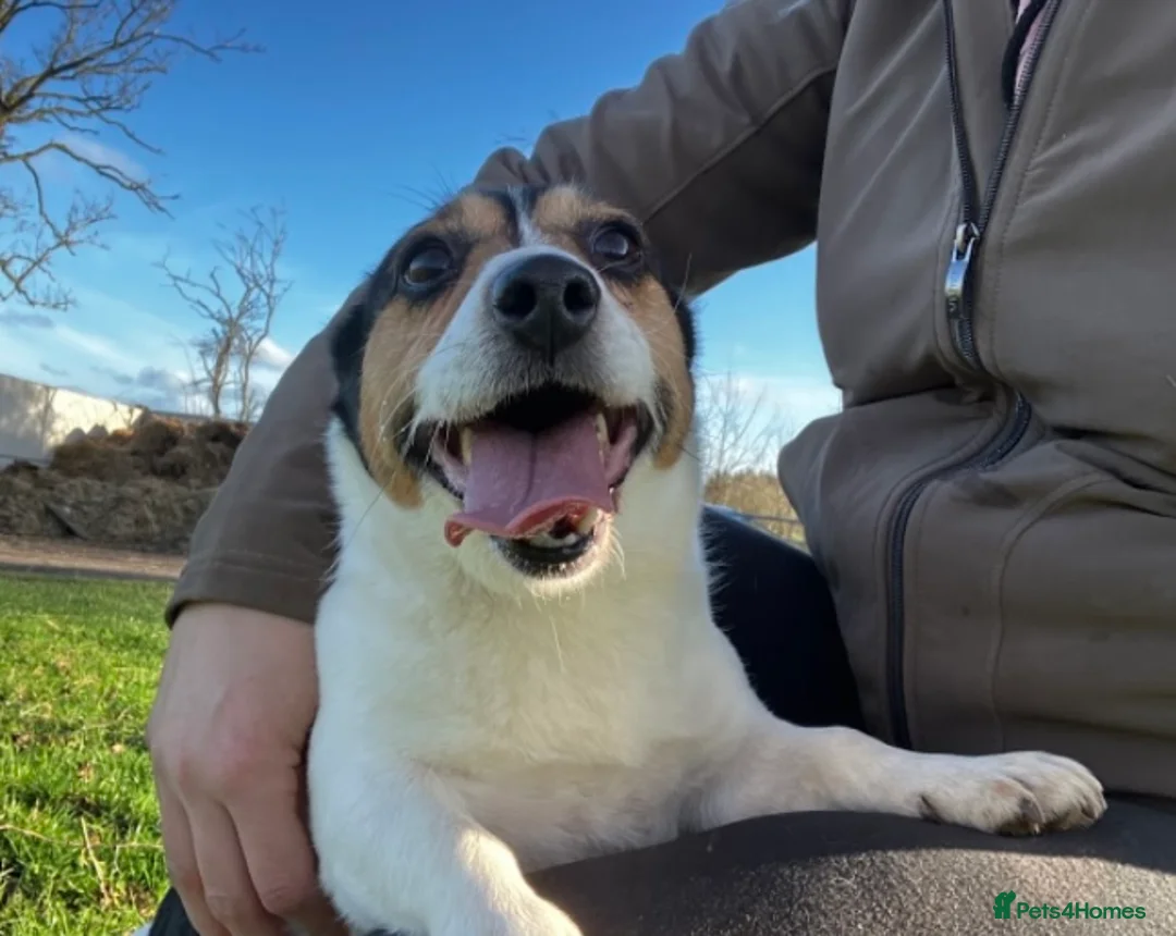 Jack Russell dogs for sale: 6 year old jack Russell girl - Advert 2