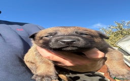 Belgian Shepherd Dog dogs for sale: Beautiful Belgian Malinois Puppies  - Image 5