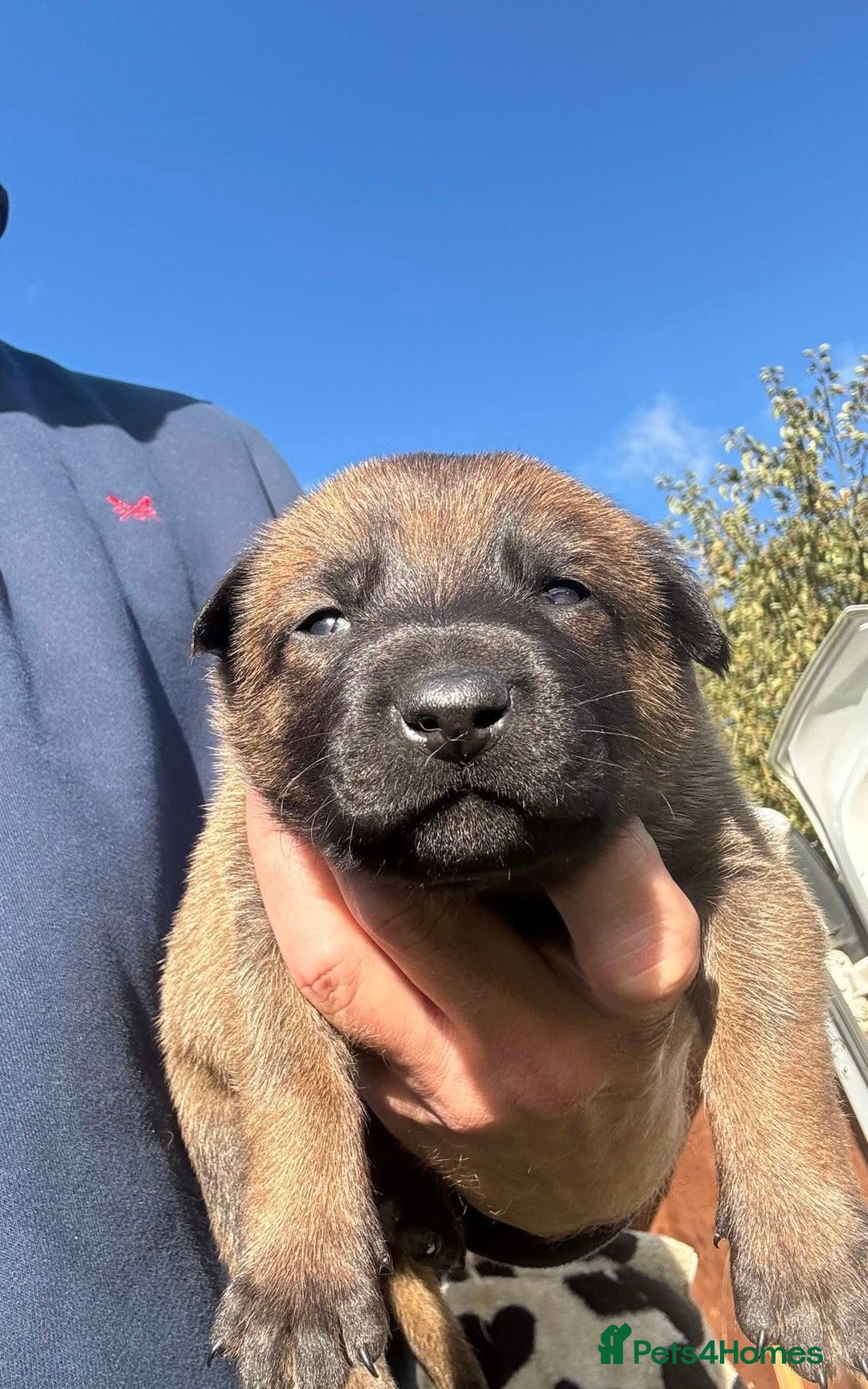 Belgian Shepherd Dog dogs for sale: Beautiful Belgian Malinois Puppies  - Image 5