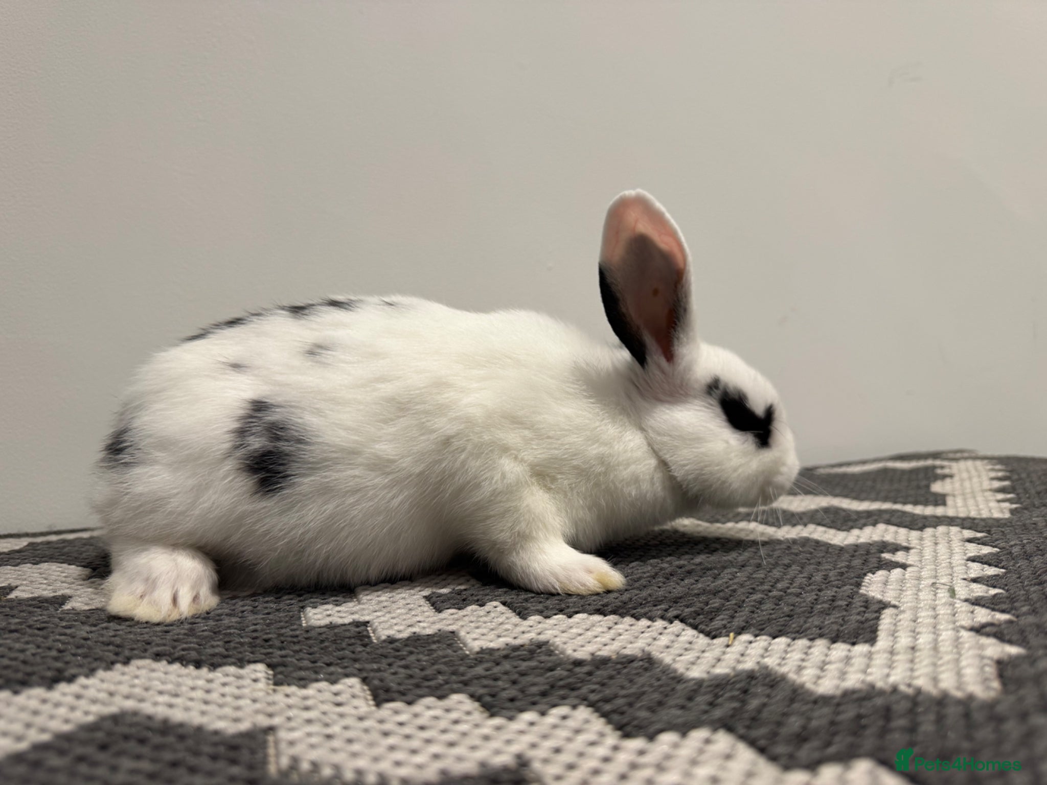 Mixed Breed rabbits Mini Dutch lops 1 boy left  - Advert 6
