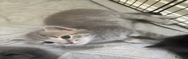 Light grey kitten 