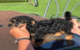 Toy Poodle dogs for sale: Just 1 stunning Phantom  boy KC reg  🐩  - Image 2
