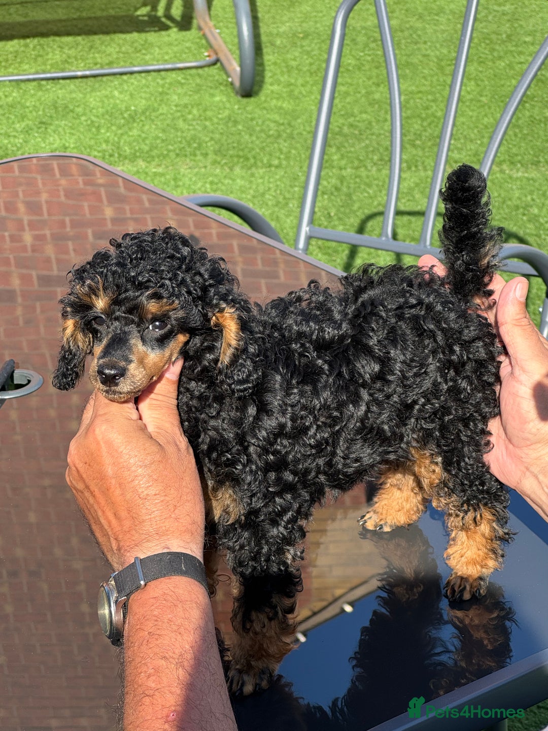 Toy Poodle dogs for sale: Just 1 stunning Phantom  boy KC reg  🐩  - Image 2