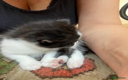 British Longhair cats for sale: British Longhair x domestic black white kittens - Image 10