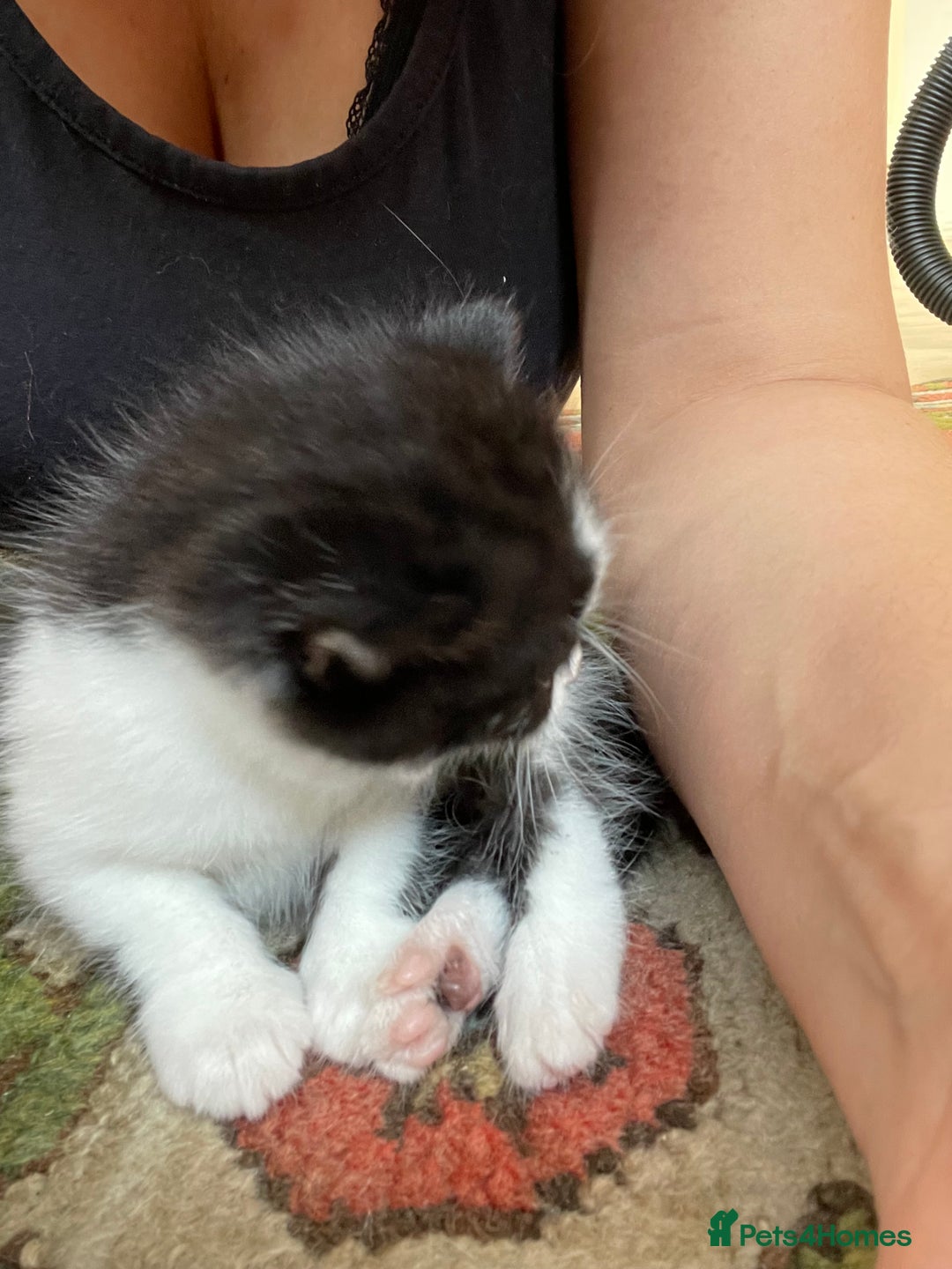 British Longhair cats for sale: British Longhair x domestic black white kittens - Image 10