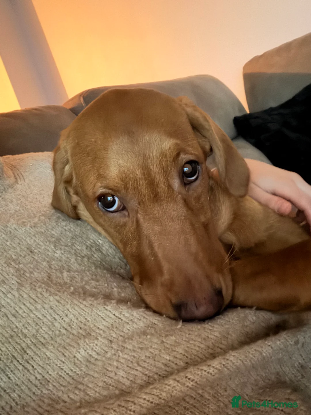 Labrador Retriever dogs for sale: Labrador Retriever Female Puppy - Advert 2