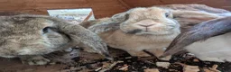 Mixed Breed rabbits for sale: 5 female rabbits looking for a forever home  in Dumfries - Advert 4