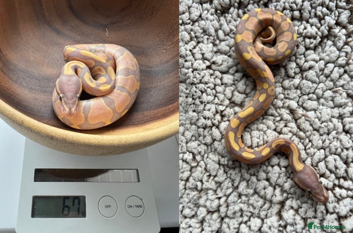 Python Snake reptiles - Advert 3