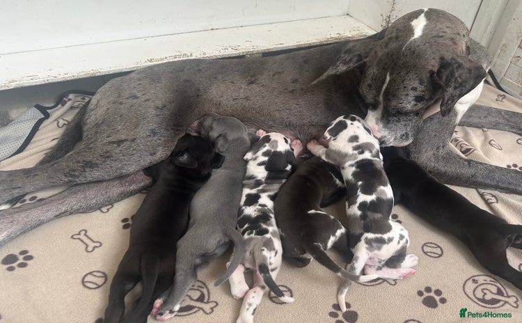 Great Dane dogs in Maidstone - Advert 1