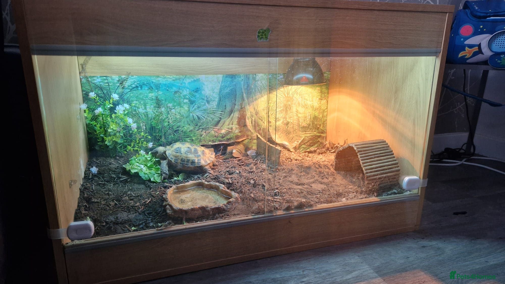 Tortoise reptiles Russian tortoise for sale - Advert 1