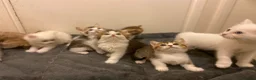 Munchkin cats for sale: Full Pedigree Munchkin Kittens - Advert 13