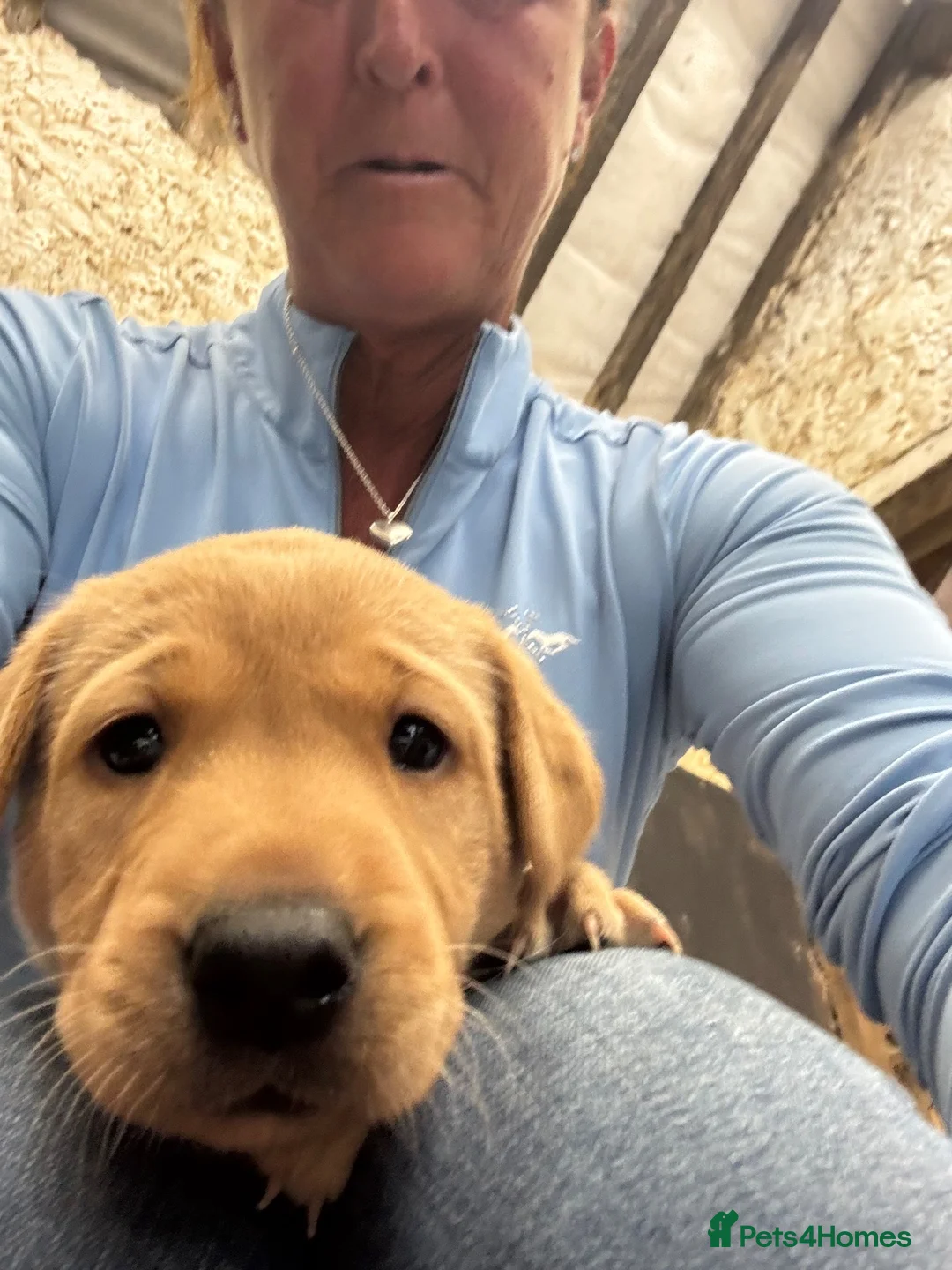 Labrador Retriever dogs for sale: Beautiful Chunky Homebred Labrador puppies in Llanfairpwllgwyngyll - Advert 4