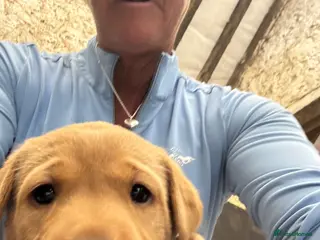 Labrador Retriever dogs Beautiful Chunky Homebred Labrador puppies - Advert 3