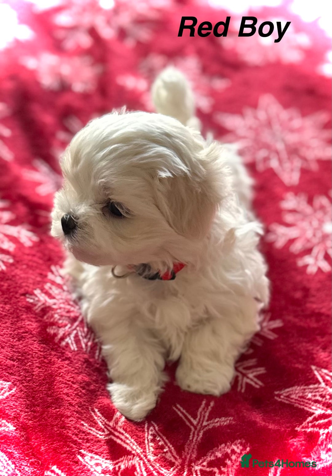 Maltese dogs for sale:  KC Registred Maltese puppies  - Advert 24